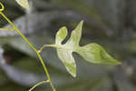 Jasmine nightshade